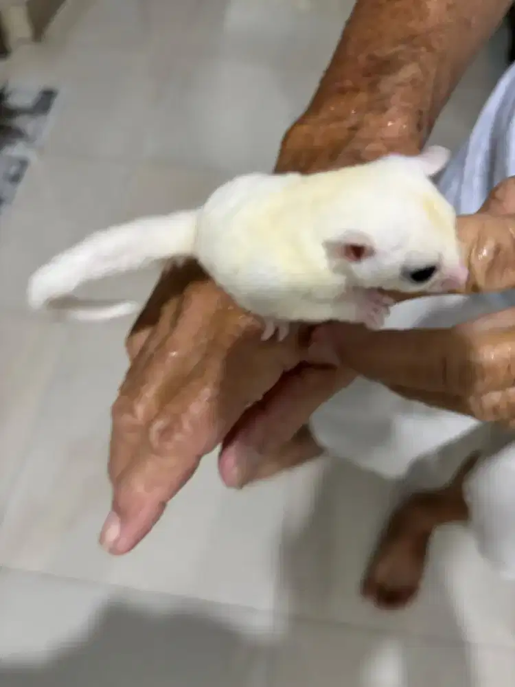Sugar glider joey leukistik leucistik jantan