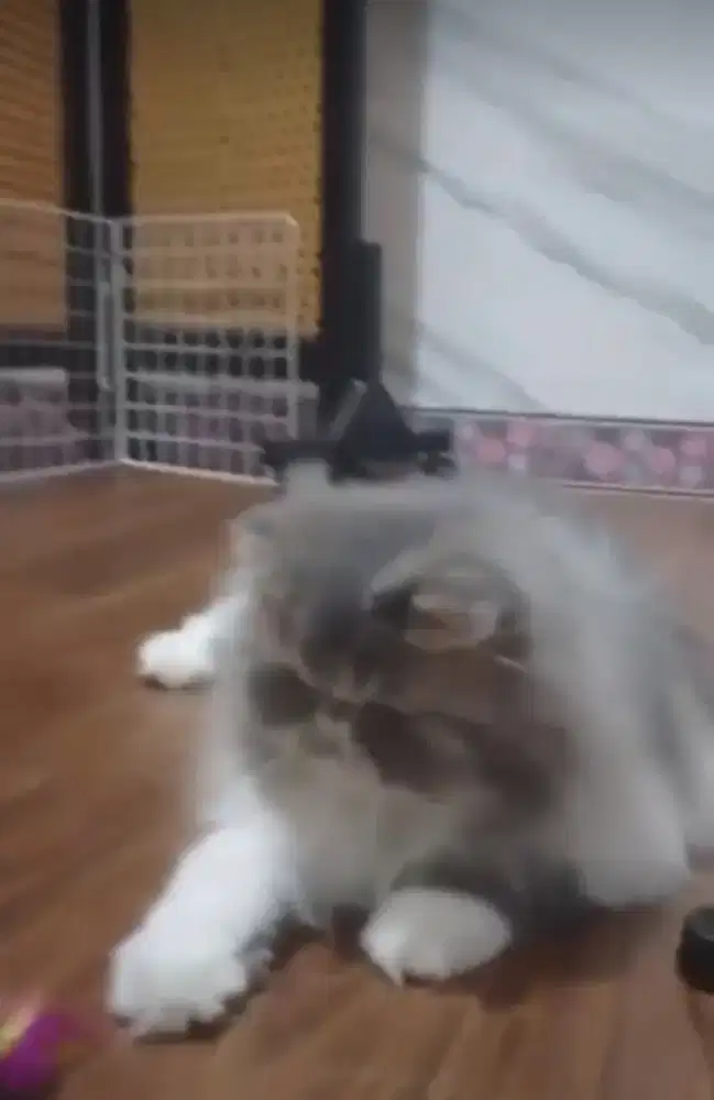 Persia Peaknose Linepad