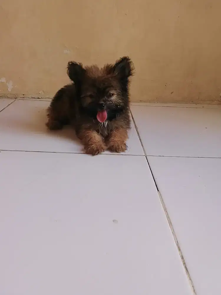 Open adopsi puppy minipom jantan