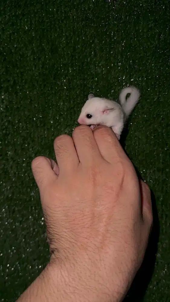 Joey Sugar Glider Leucistic