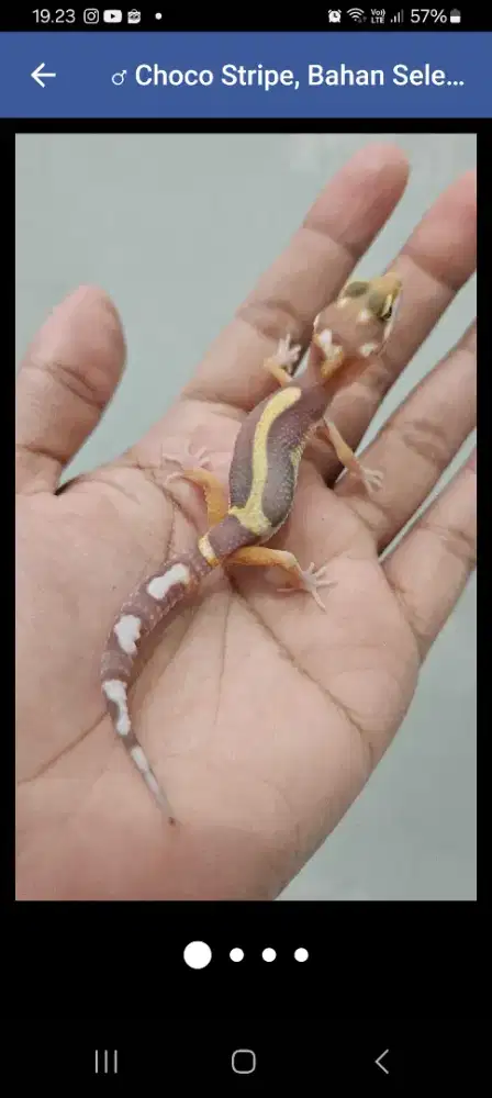 Gecko Chocolate Stripe
