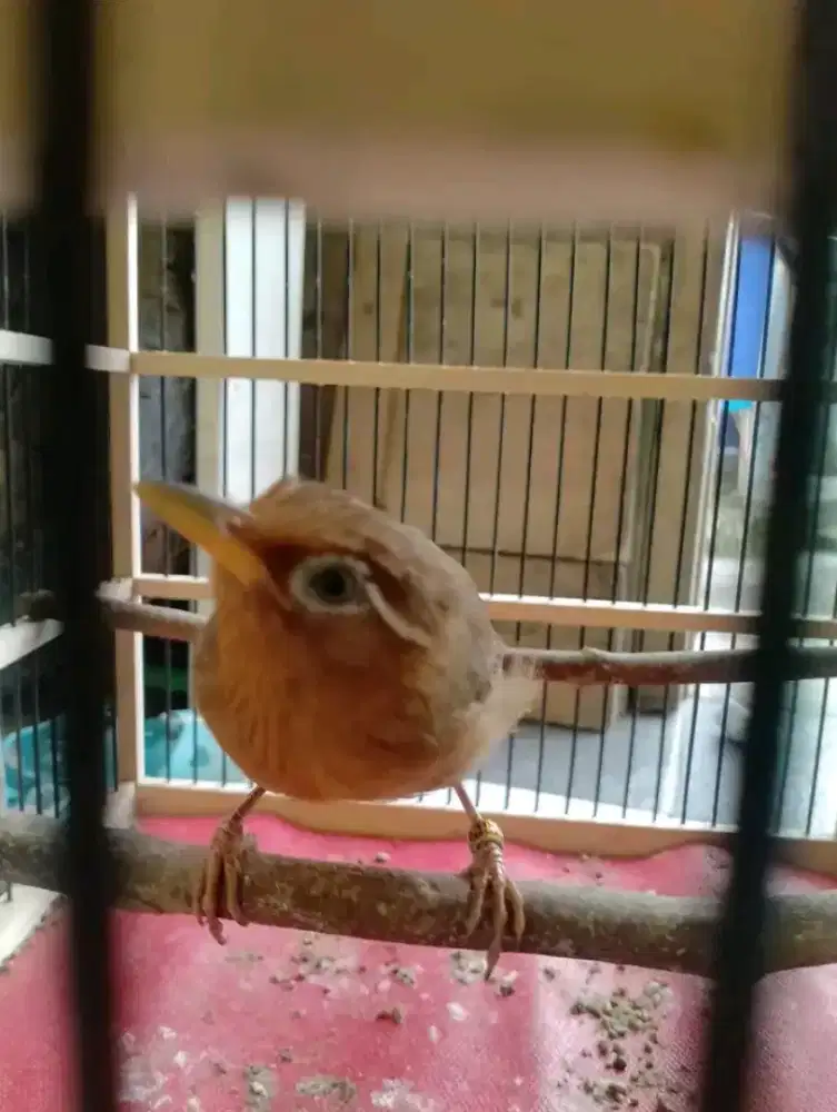 Paud wambie usia 2,5bln garansi jantan jinak