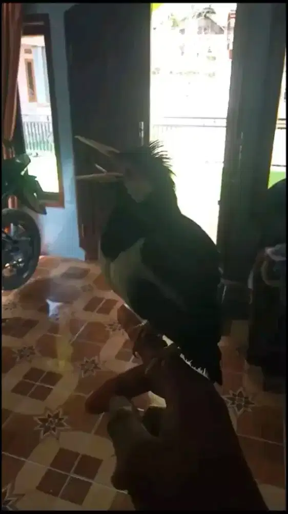 Jalak suren gacor jinak mulus