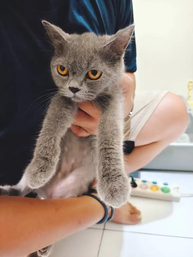 Kucing British Asli Non Ped Betina 9 Bulan Sudah Vaksin