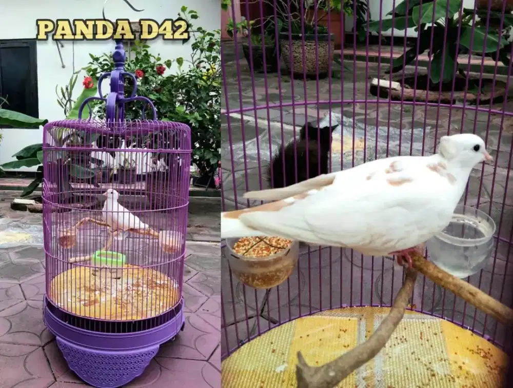 Puter Blorok Jambul Bety Fulset