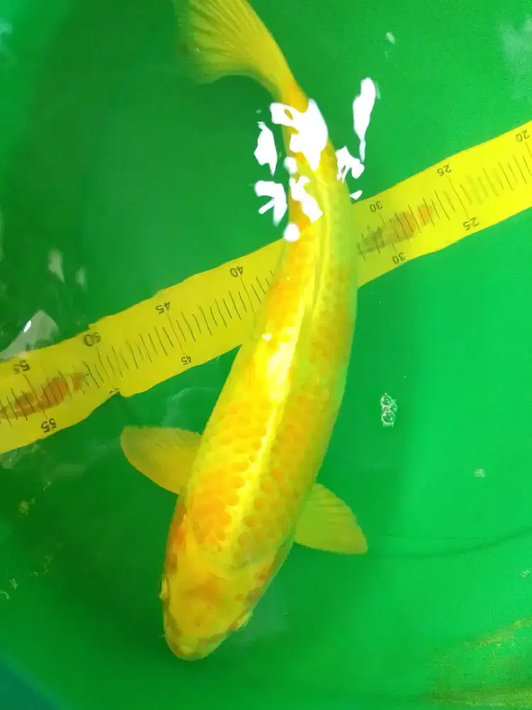 Ikan koi jenis Hariwake 46cm warna kuning