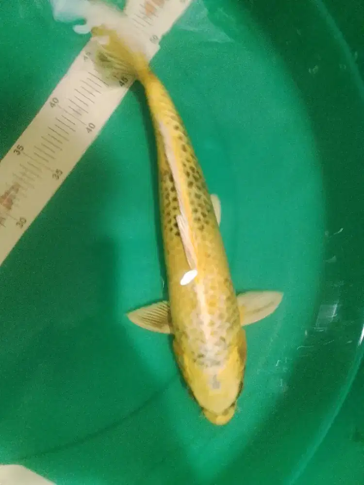 Ikan koi jenis Kin Utsuri 41cm antik