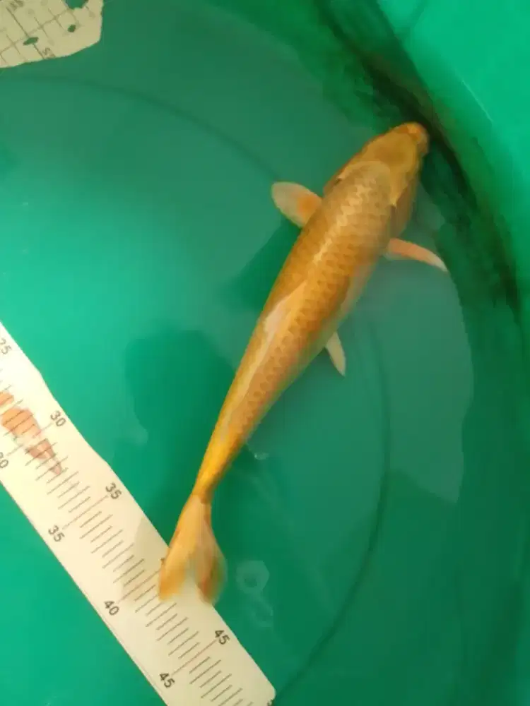 Ikan koi jenis Ogon 30cm warna strong