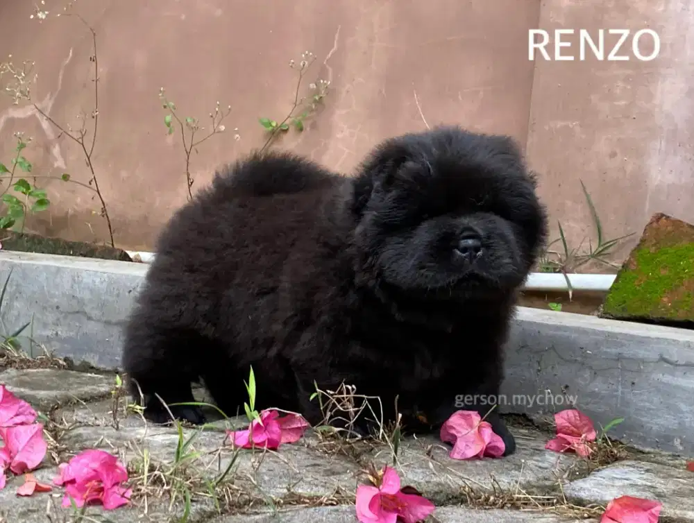 Chow chow,male,dob 06 oktober 2025