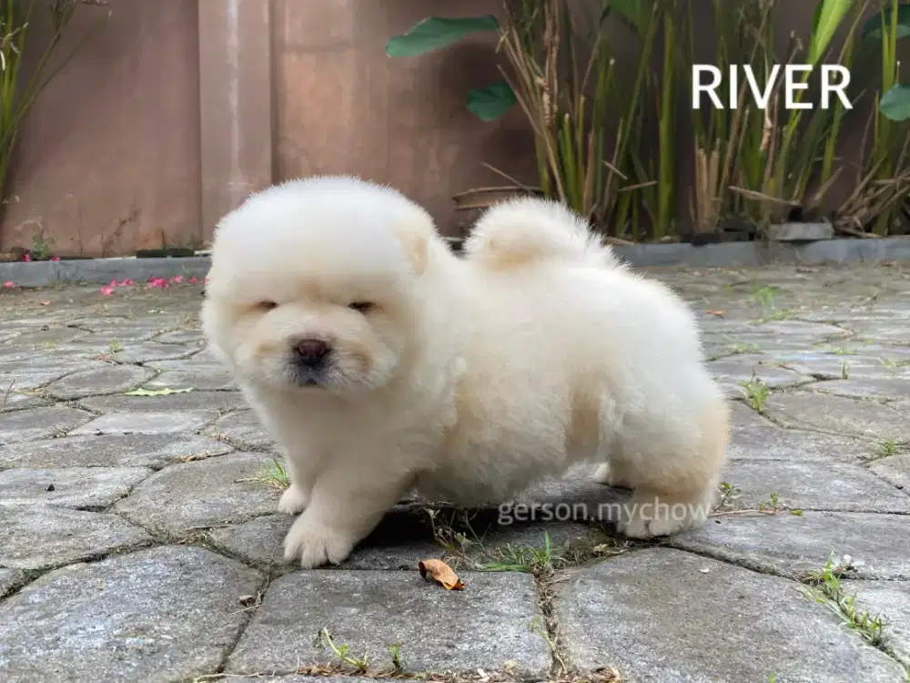 Chow chow,male,dob 06 oktober 2025