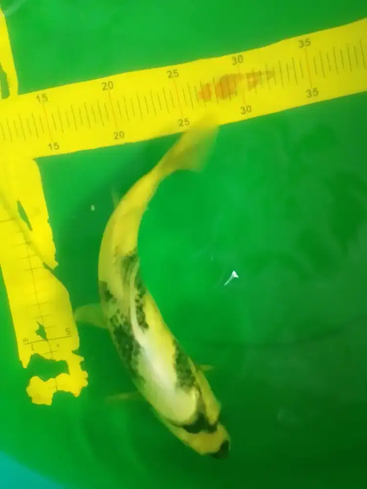 Ikan koi jenis Shiro 31cm pola huruf Y
