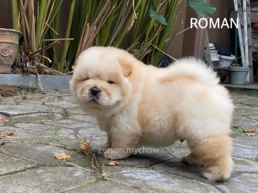 Chow chow,male,dob 06 okt 2025