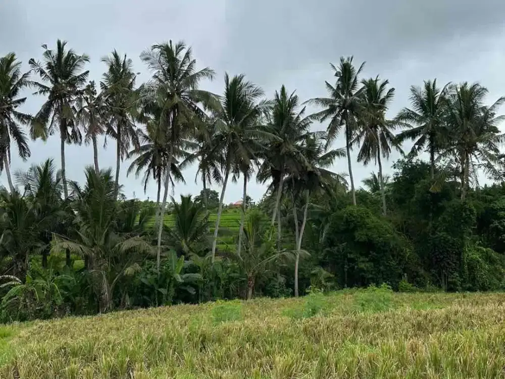 Dijual Tanah 19 Are Ubud