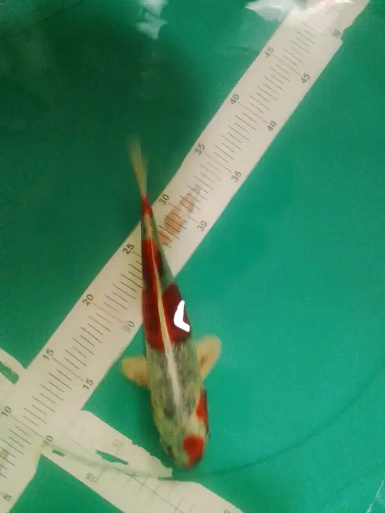 Ikan koi jenis Kujaku 26cm
