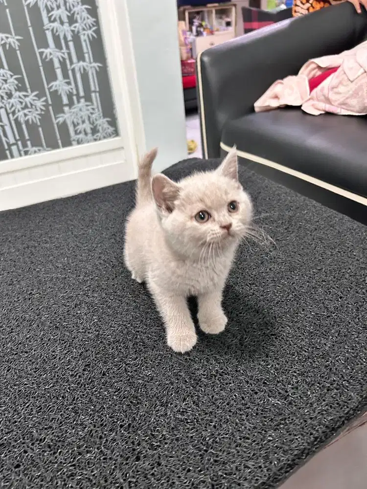 BSH pure lilac betina