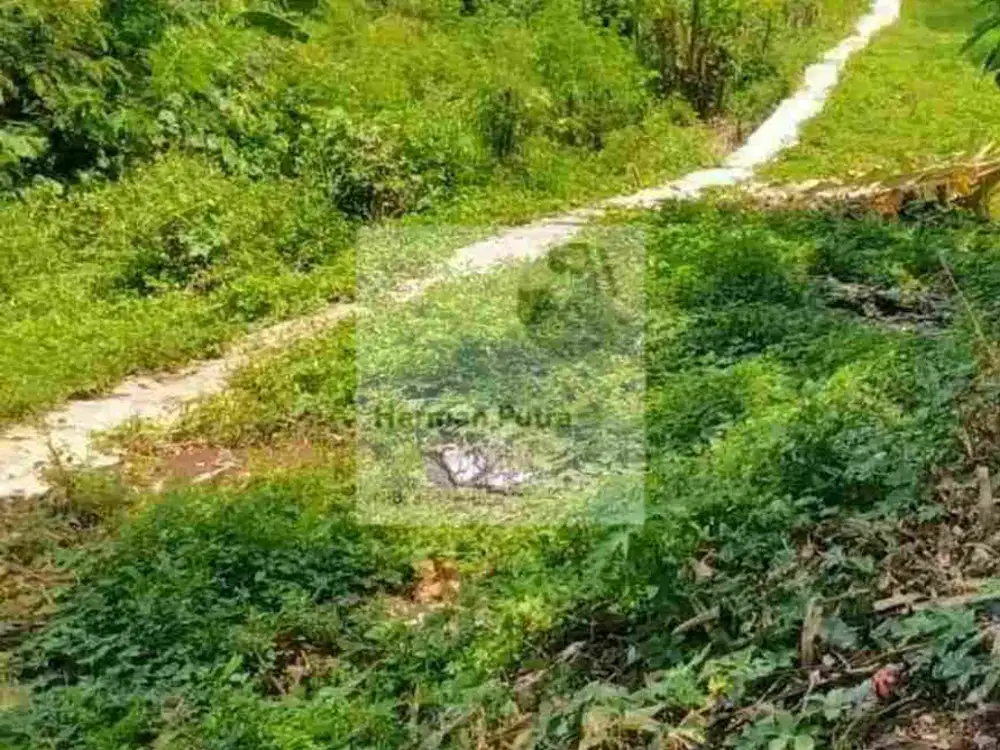 Tanah Jangli Dekat Undip Tembalang