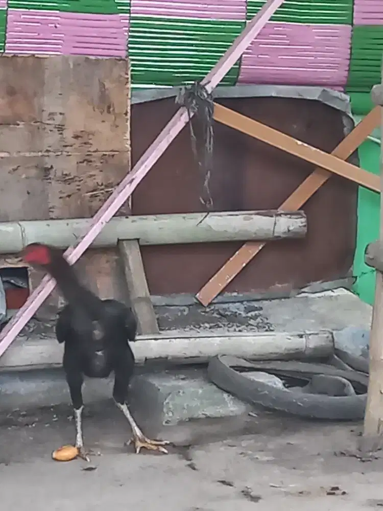 AYAM KAMPUNG BETINA BABON SUBUR KETURUNAN BANGKOK