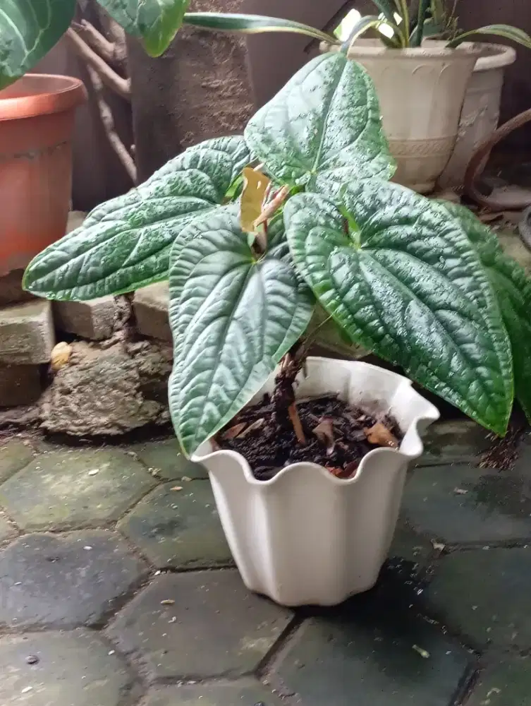 Tanaman Hias SIRIH MONSTERA