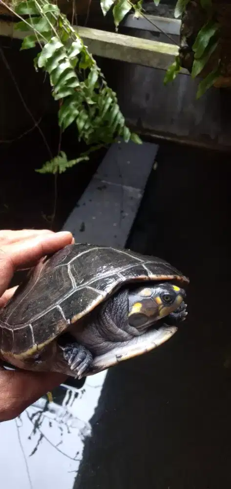 Kura-kura badut / unifilis