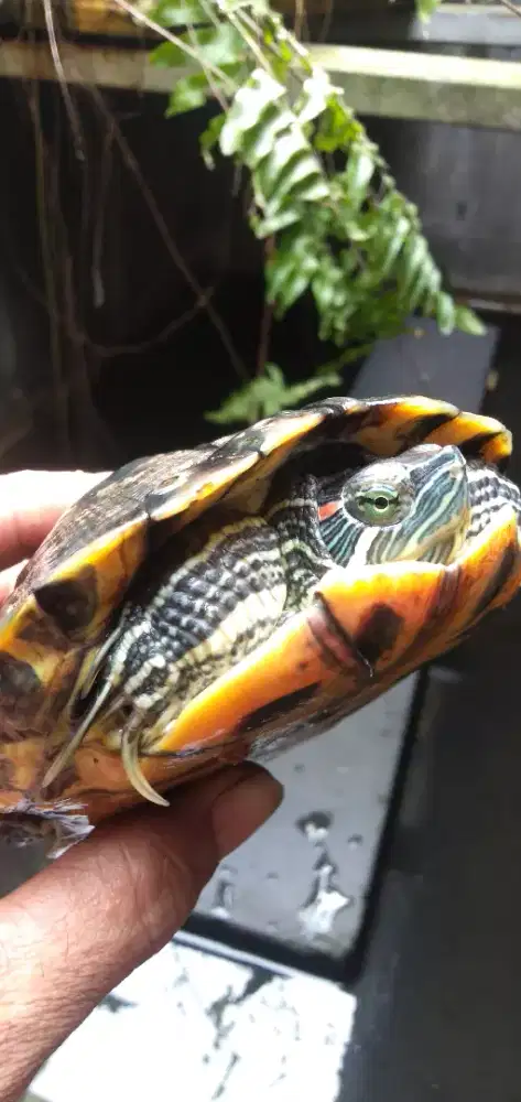 Kura-kura Brazil / Res