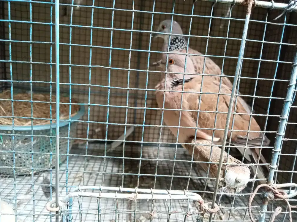 Derkuku cemong tipis jodo cuhu betina