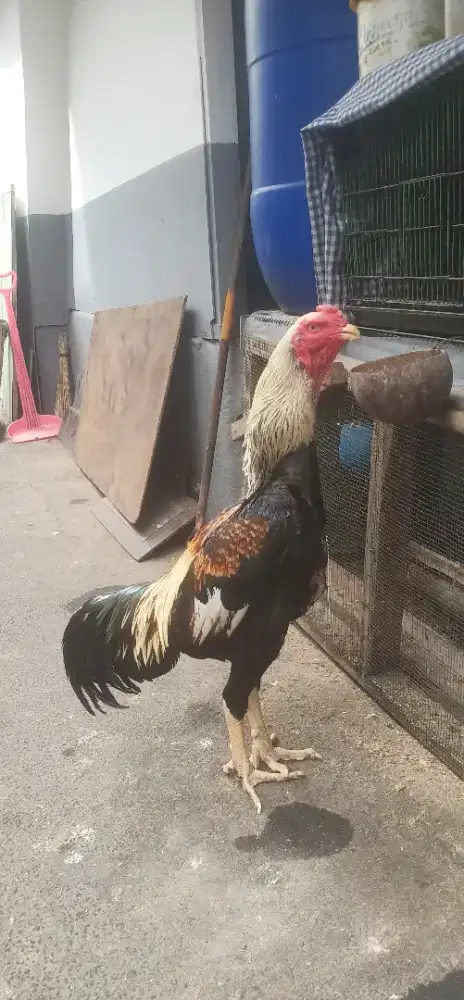 Shamo eropa line nuber