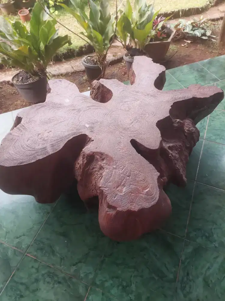 Meja Gembol besar akar jati tua. Usia lebih dari 50 tahun. Ada bonus.
