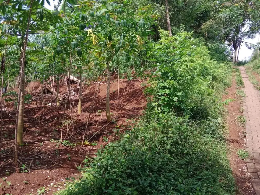 Tanah kebun dijual pandanlandung bandulan lt6700 leb100 akses mobil