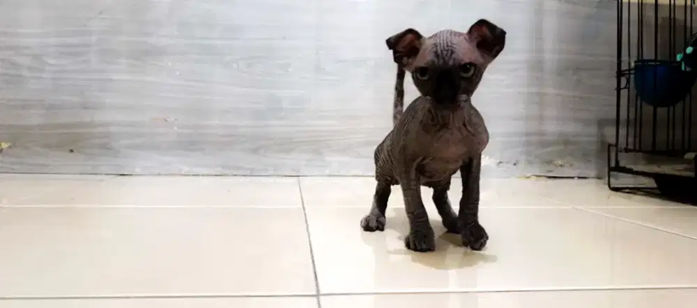 Kucing Sphynx levkoy