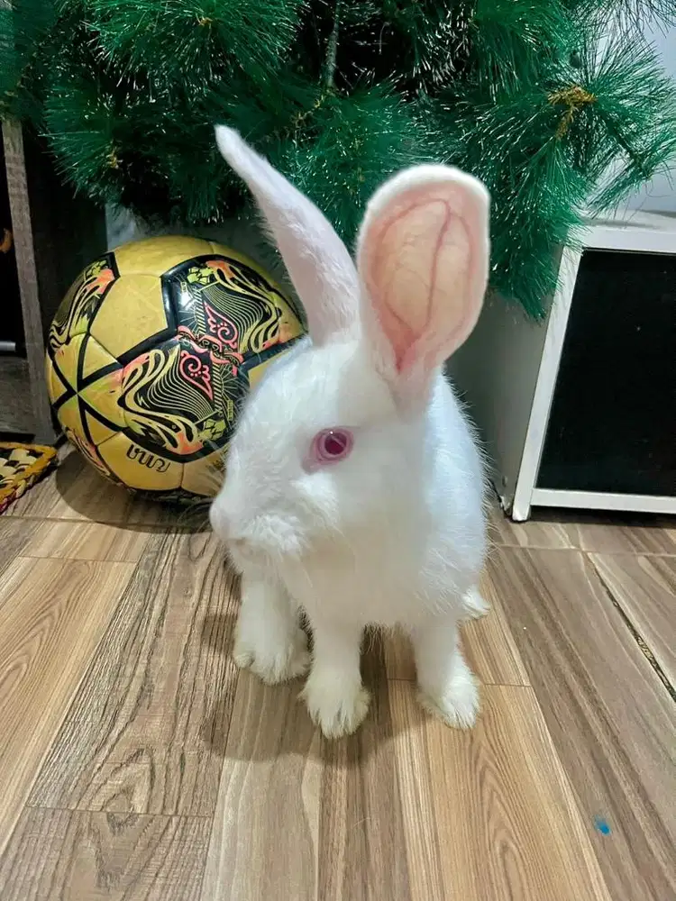 Kelinci Lokal Putih Lengkap dengan Pakan Kelinci, Tas, Dan lain-lain