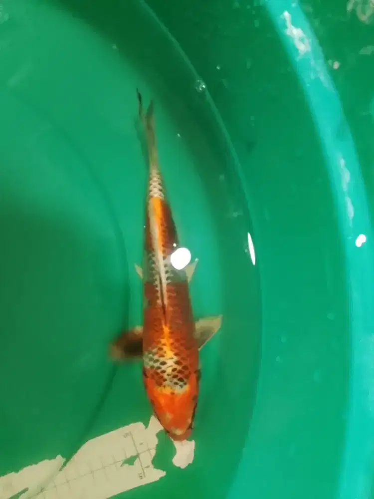 Ikan koi jenis Kujaku 27cm