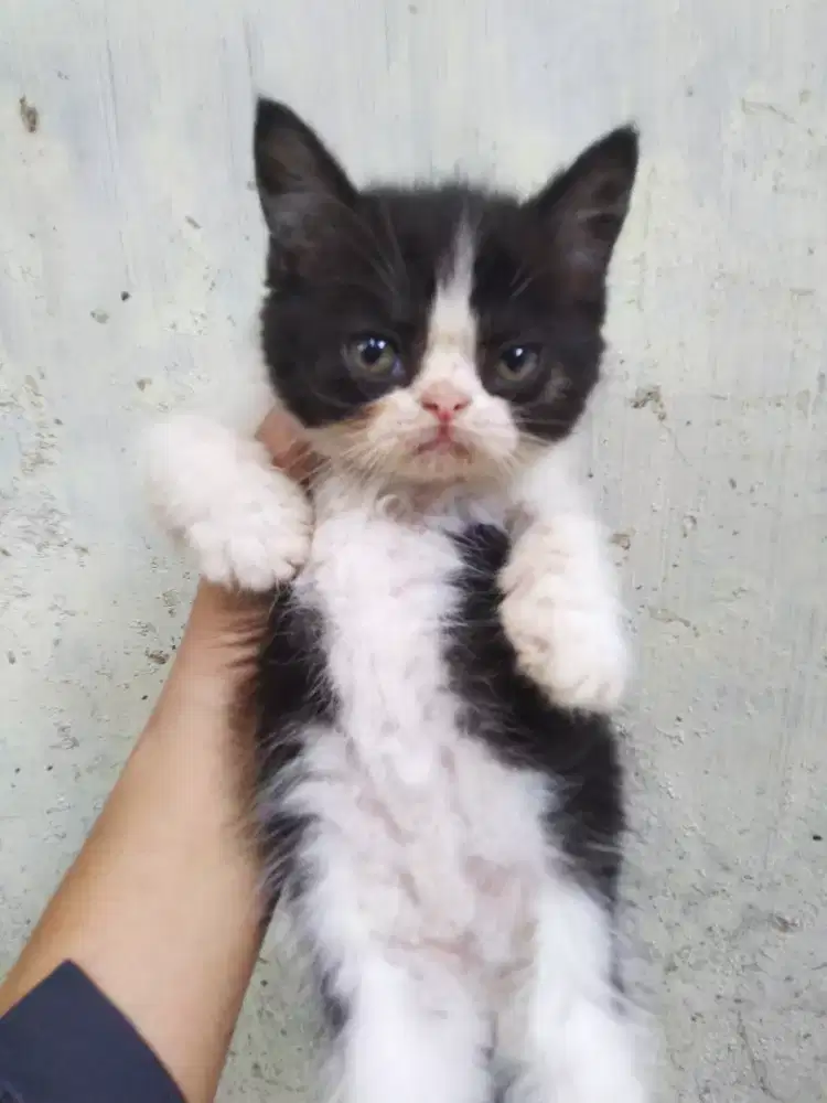 Kucing kitten jantan