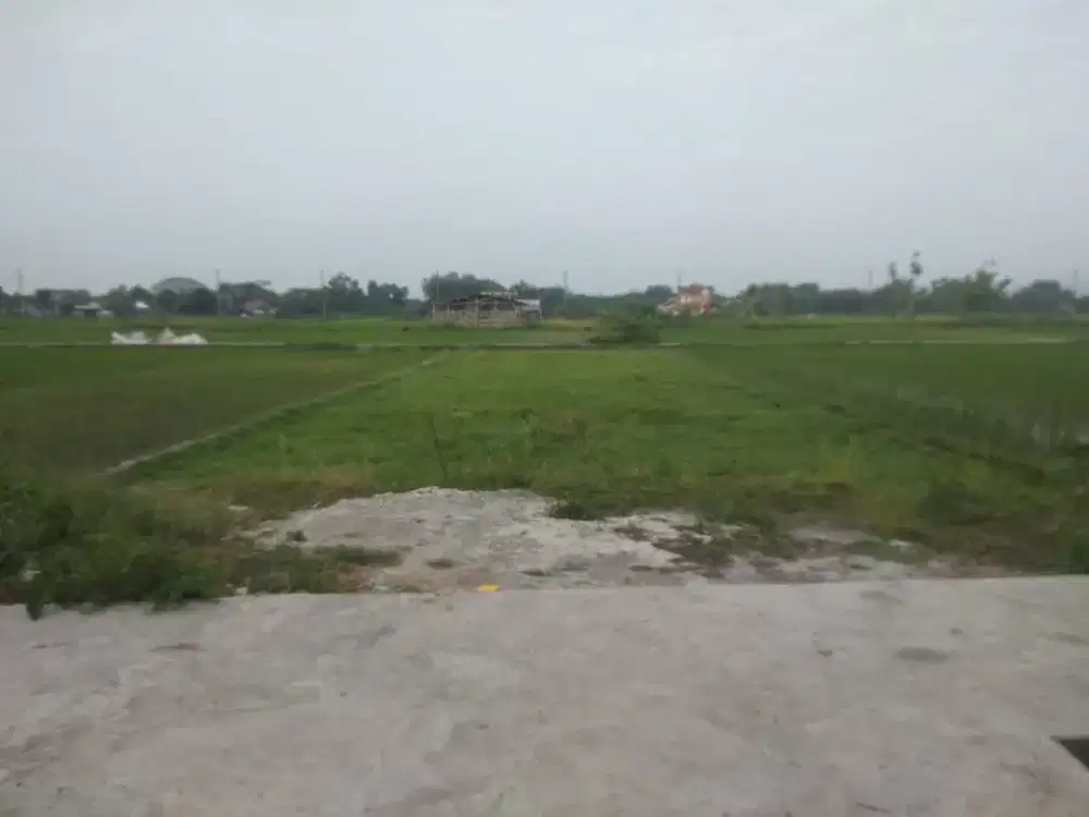 DIJUAL SAWAH di Monggang