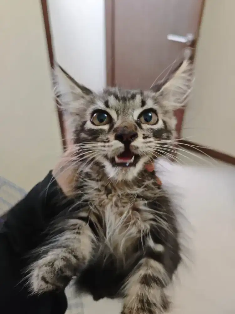 Mainecoon jantan 3,5bln