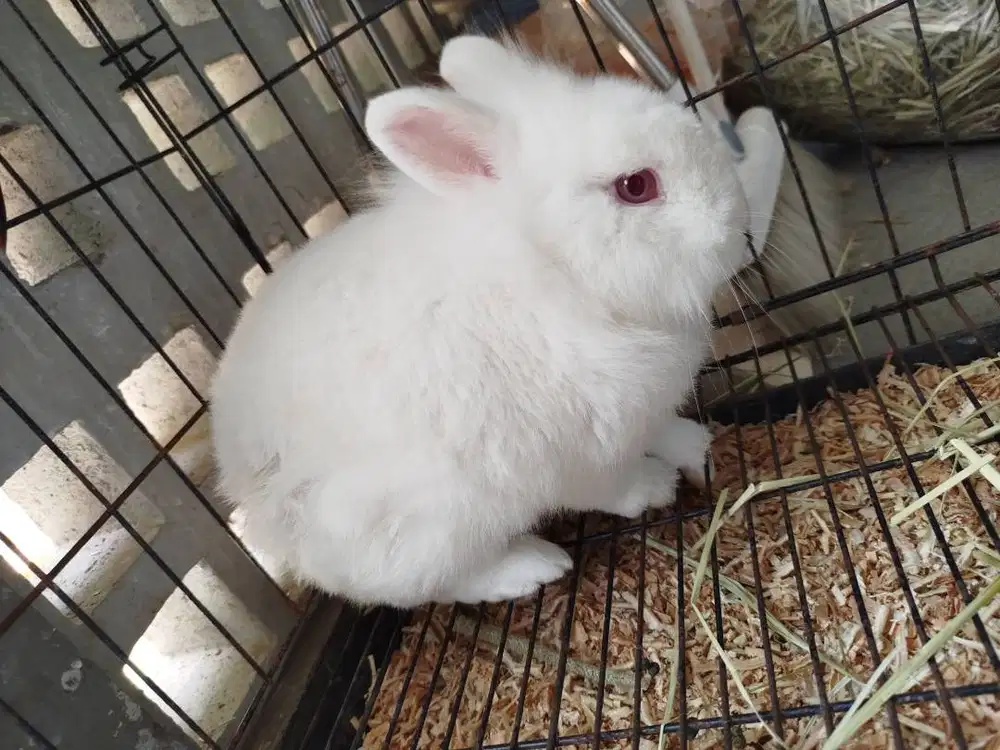 Kelinci Kerdil Belanda (Netherland Dwarf Rabbit) - 2 tahun - 3 ekor