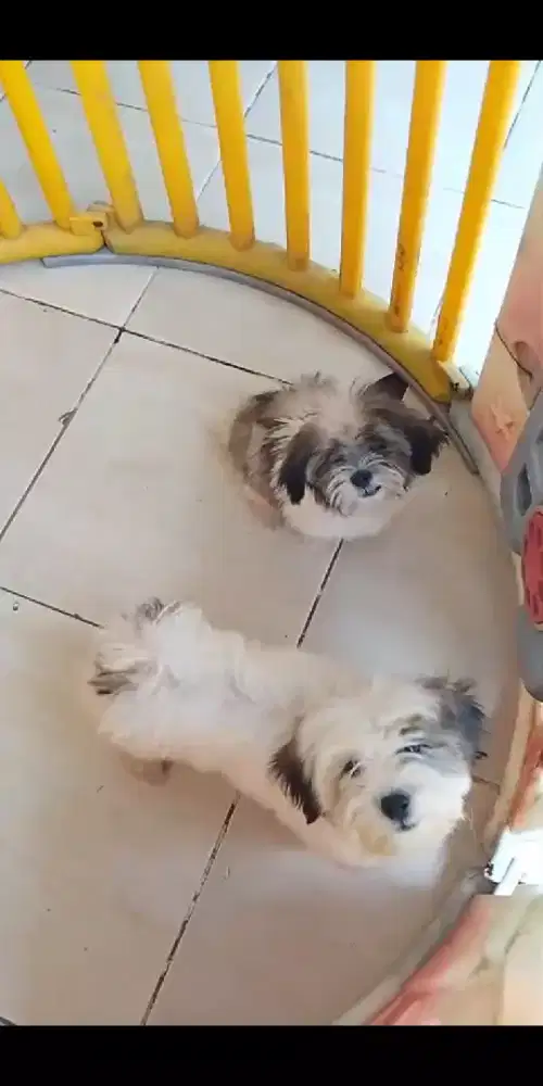 Anjing shintzhu jantan 3bulan sehat lincah