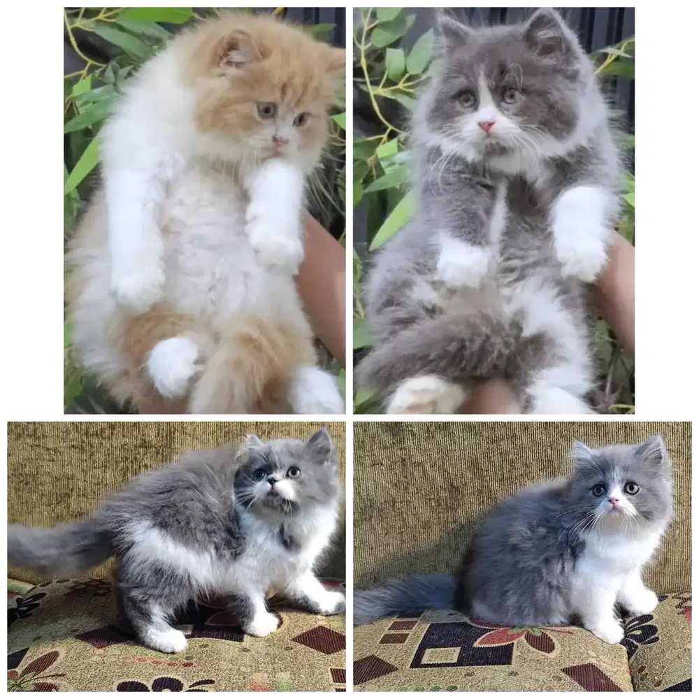 Lepas adopt kucing persia