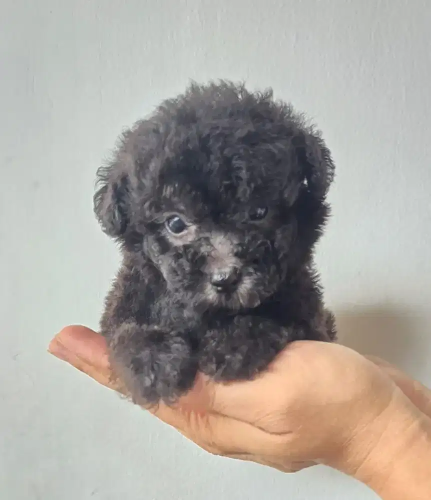 Poodle  silver Jantan (Tiny)
