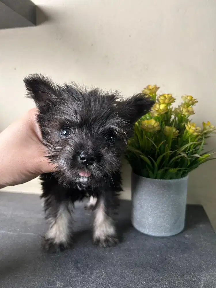Miniature schnauzer puppy tiny