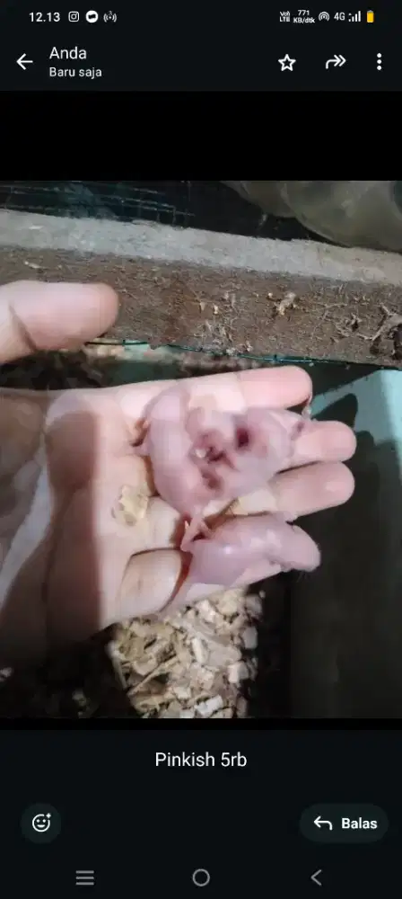 Umpan mancing pancing anak tikus mencit