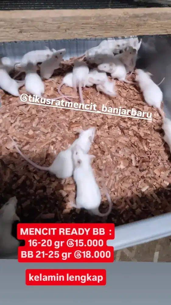 Mencit tikus putih rat penelitian praktikum hamil jantan betina