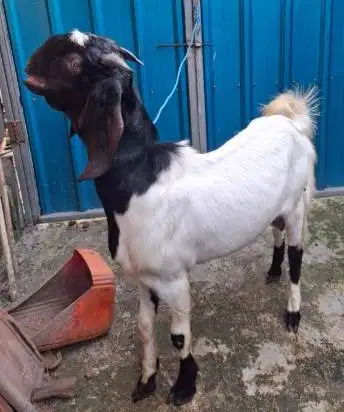 cicil 500rb/bln 7x kambing qurban 30kiloUP timbang riil kurban 2026 ok