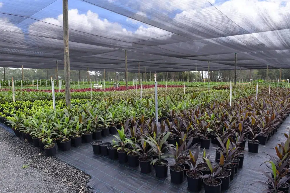 Jaring Paranet Terbaik untuk Peneduh Pembibitan Tanaman