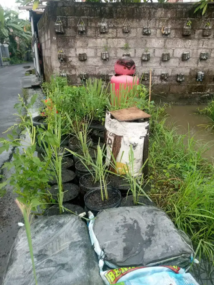 Tanaman Herbal Obat dan Bumbu