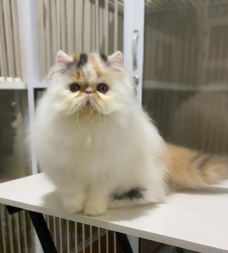 Kitten persia peaknose.