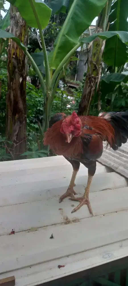 Jual ayam Bangkok mangon silang Pama