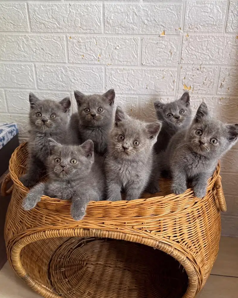 Kucing BSH British Shorthair Pedigree WCF (Vaksin)