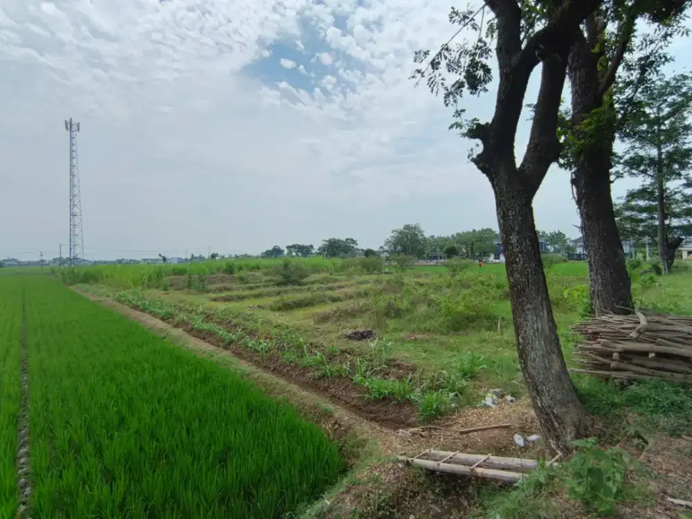 Di jual cepat BU tanah murah cocok untuk perumahan