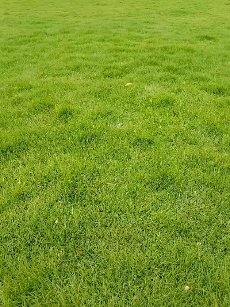 Jual rumput gajah mini,Swis dan gajah mini parigata