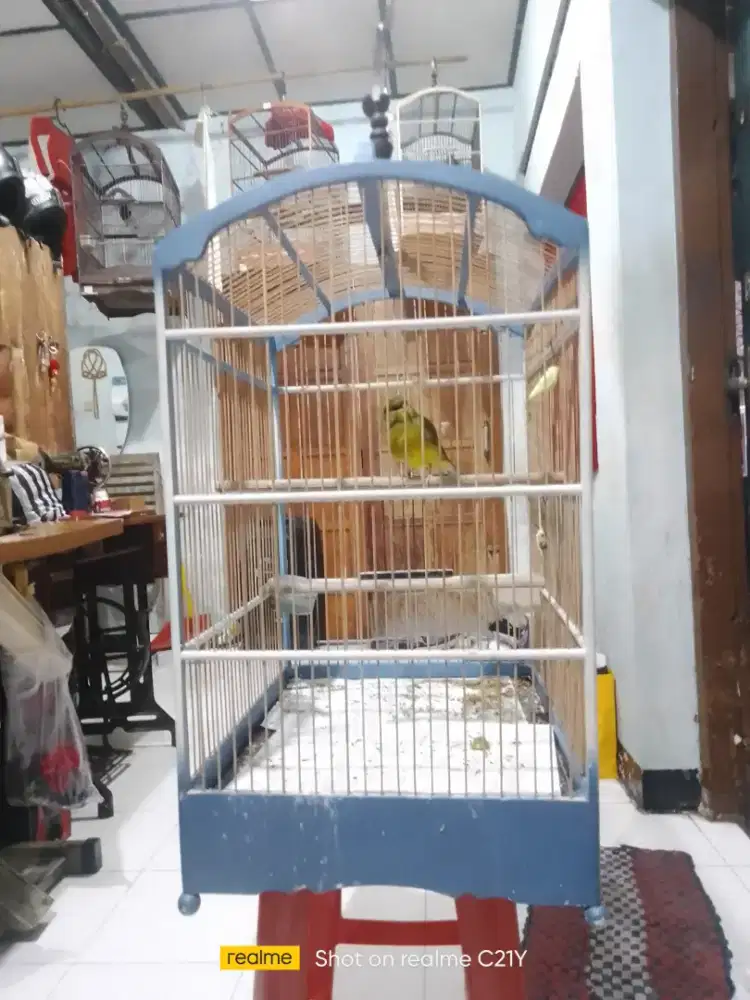 Kenari ysl isuan blakctrut